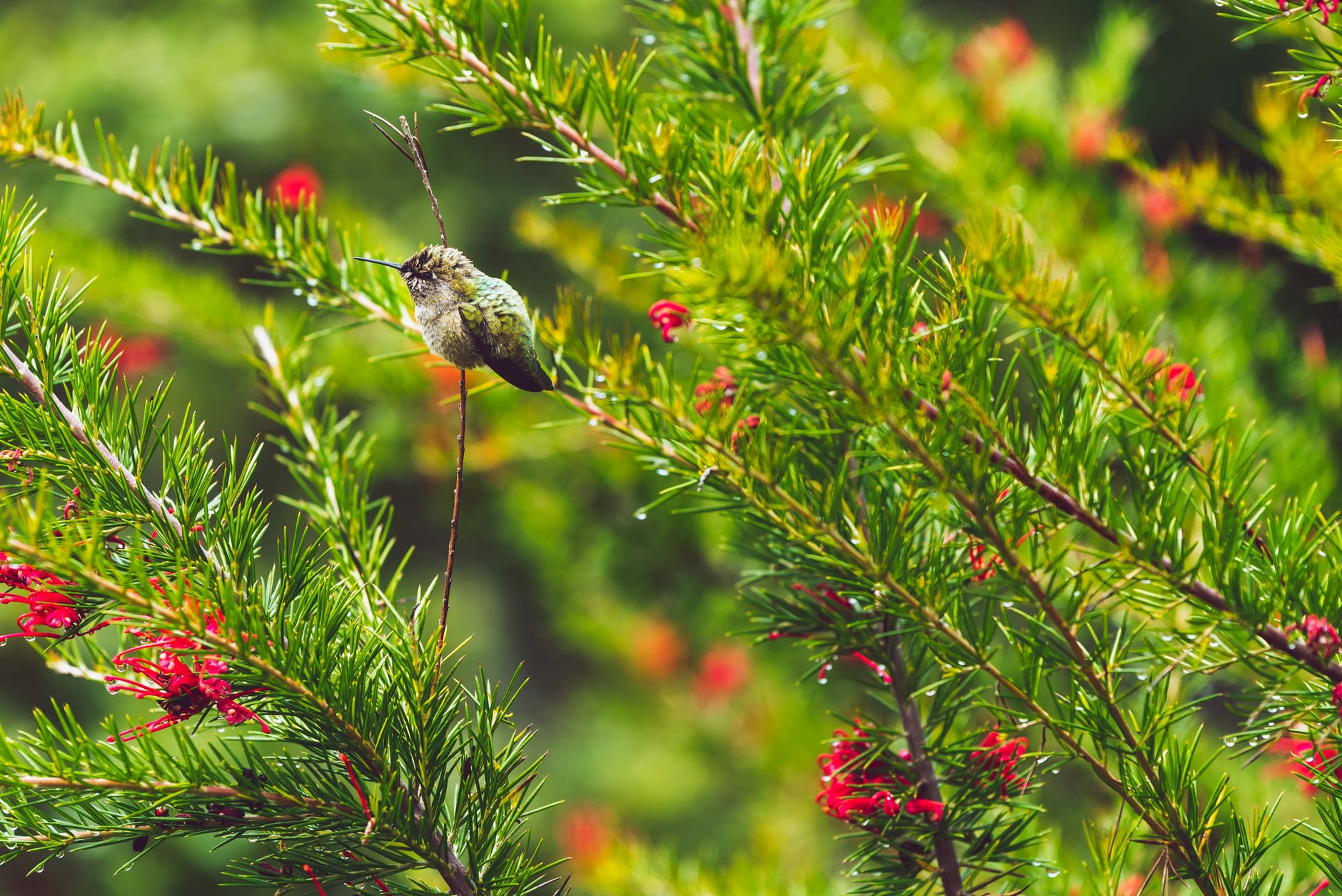 close view of green shrubs
