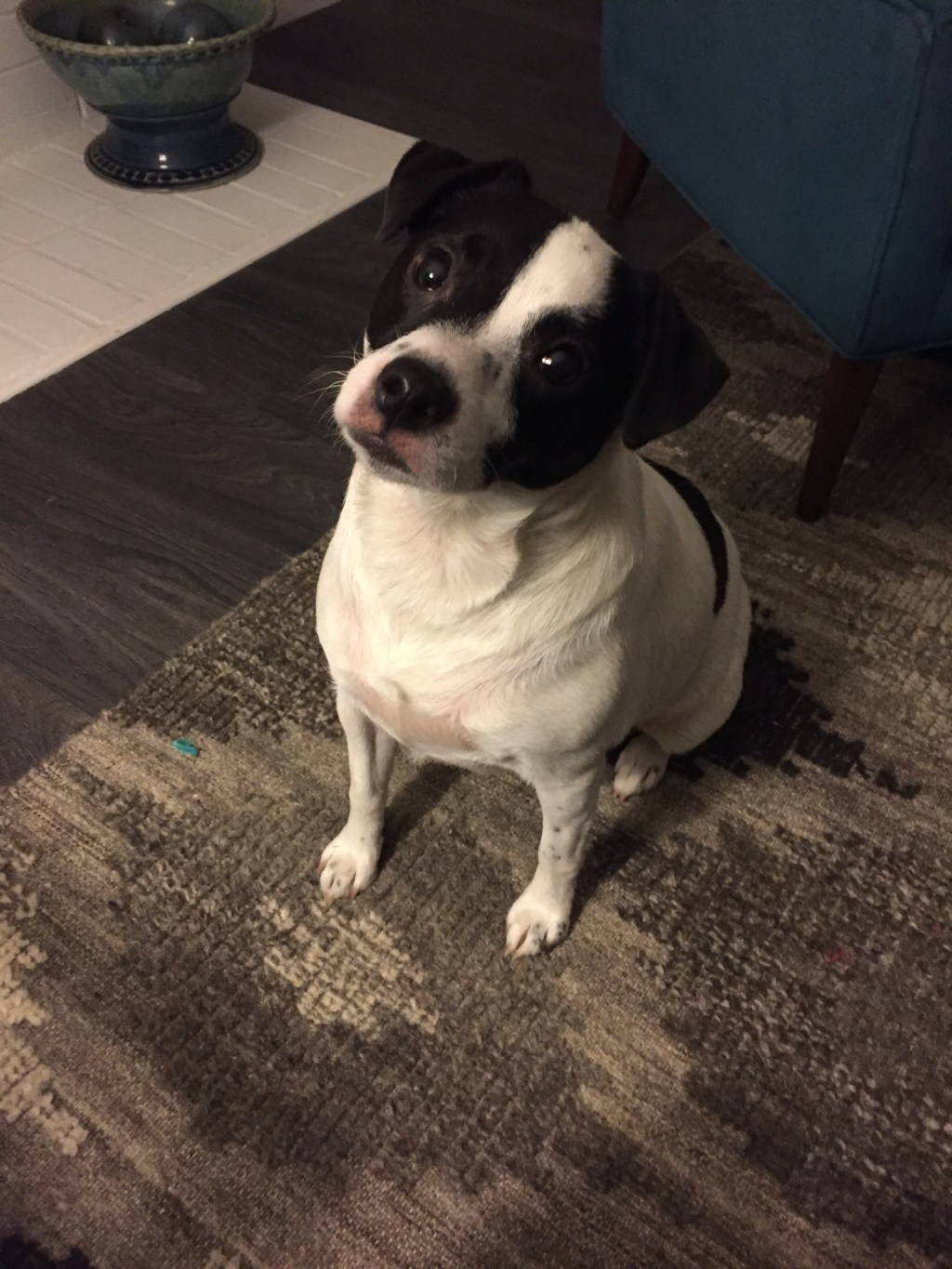 Luna Petunia
